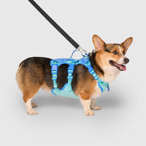 Style That Wags Back