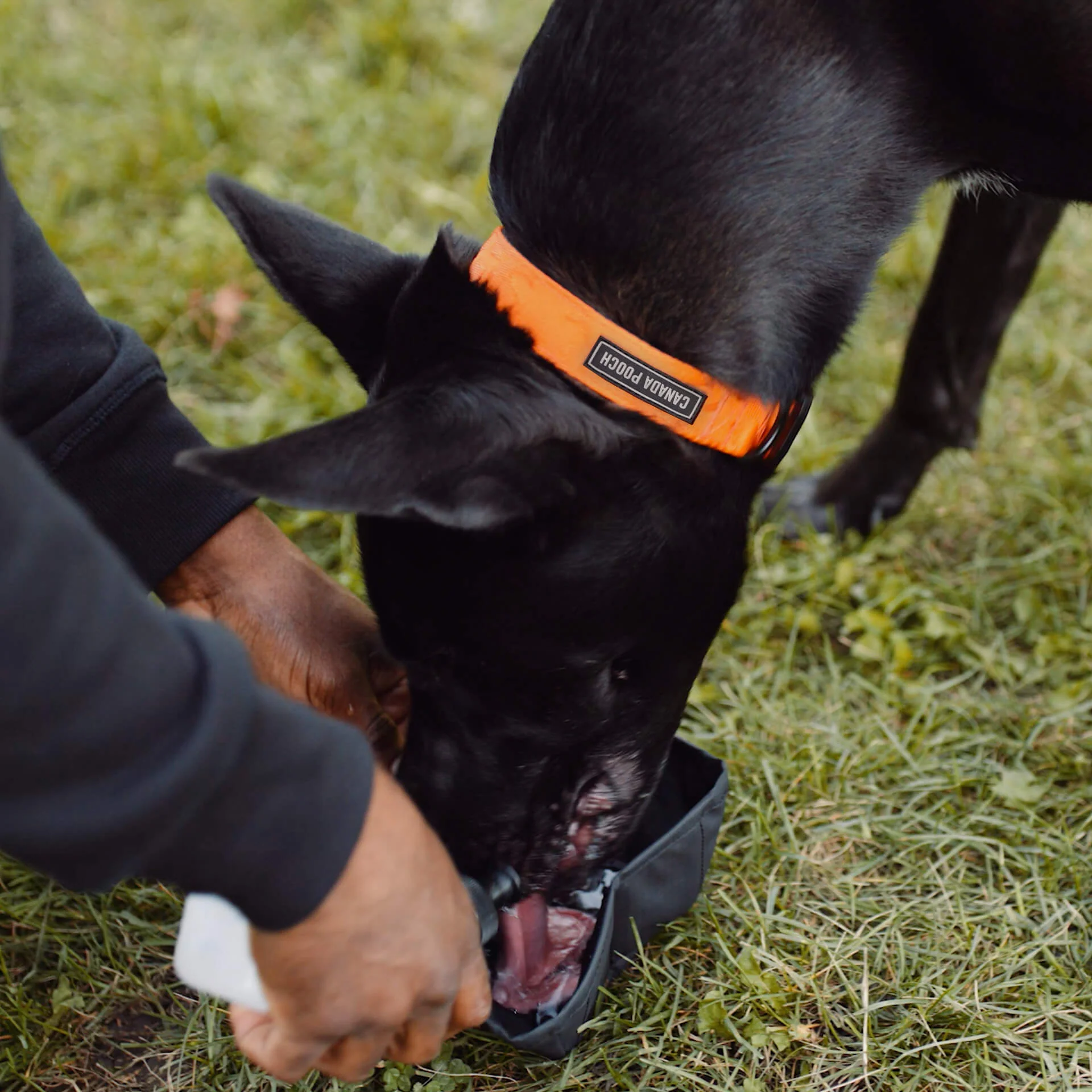 Dog Walking Hydration Kit - Image 4