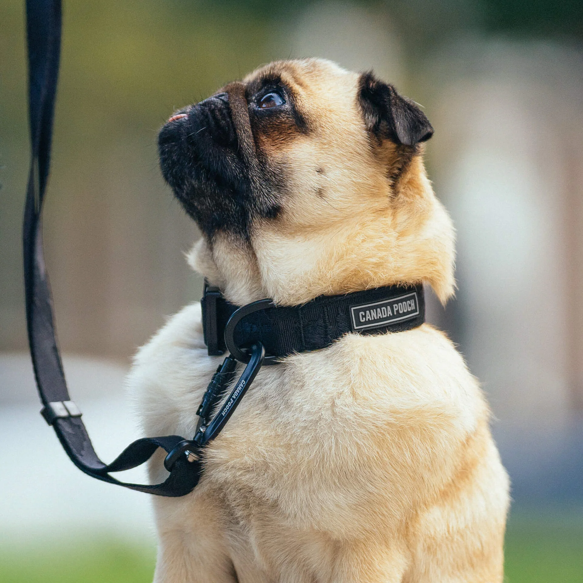 Utility Collar - Image 5