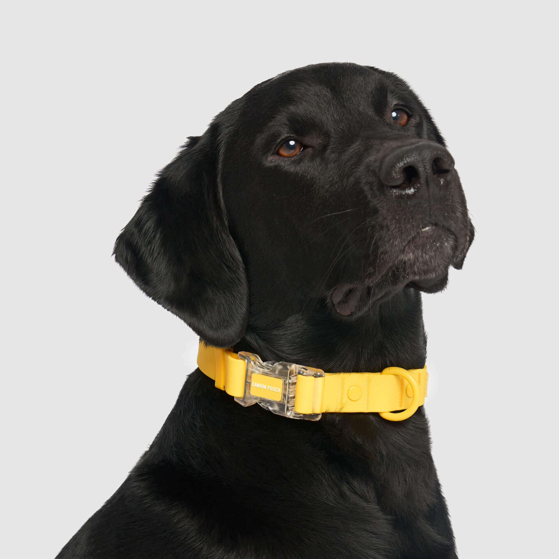 Waterproof Collar - Image 11