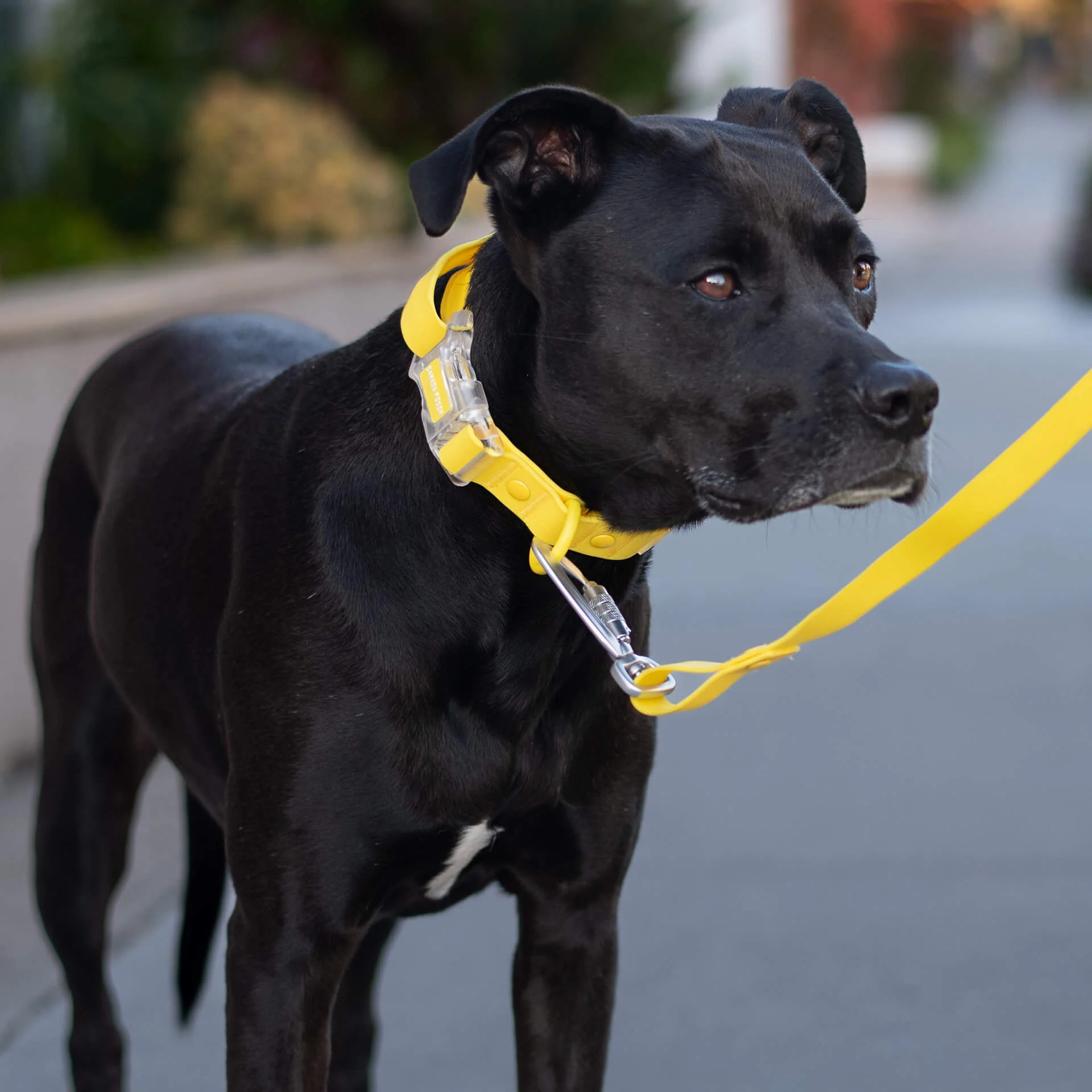 Waterproof Collar - Image 12