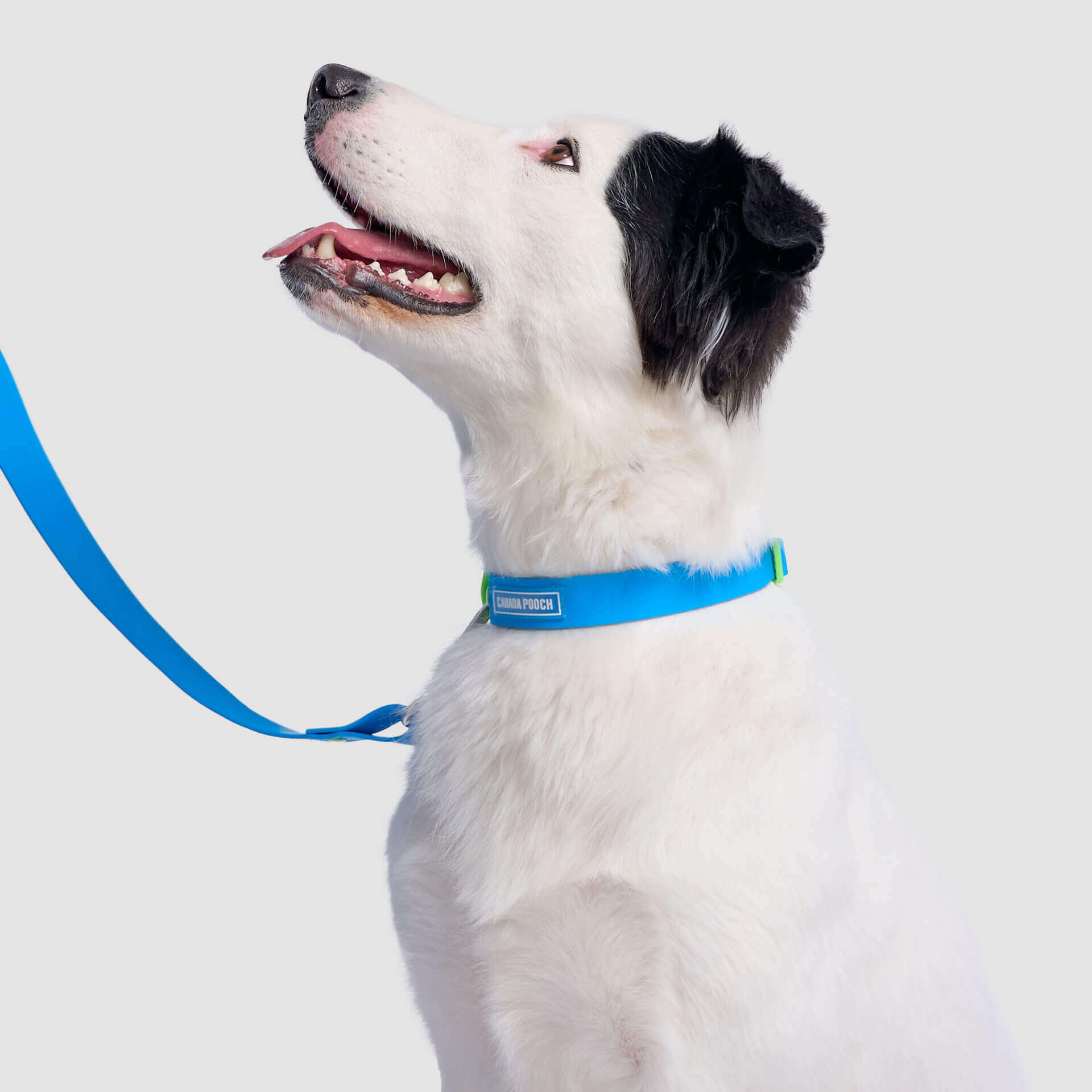 Waterproof Collar - Image 13