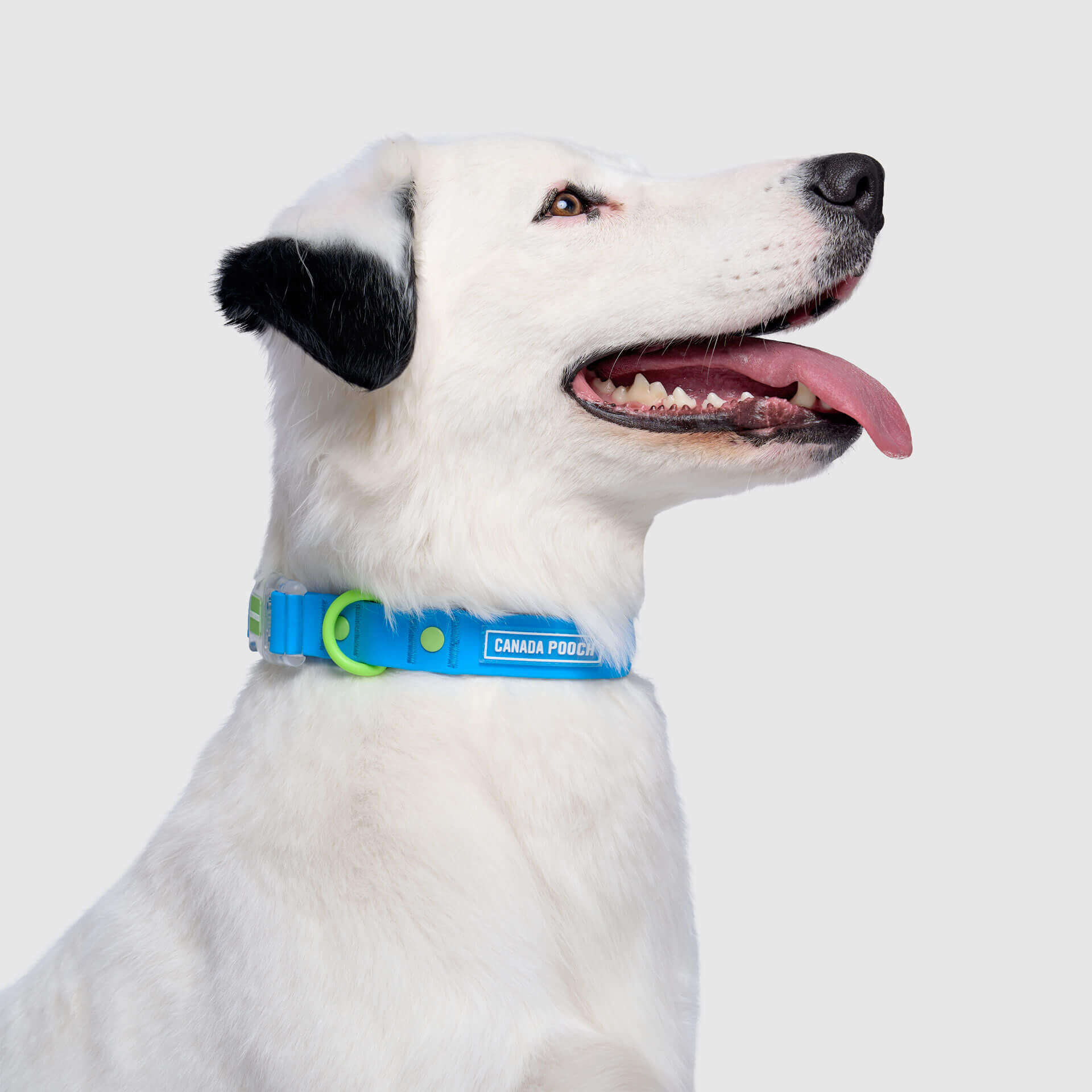 Waterproof Collar - Image 15