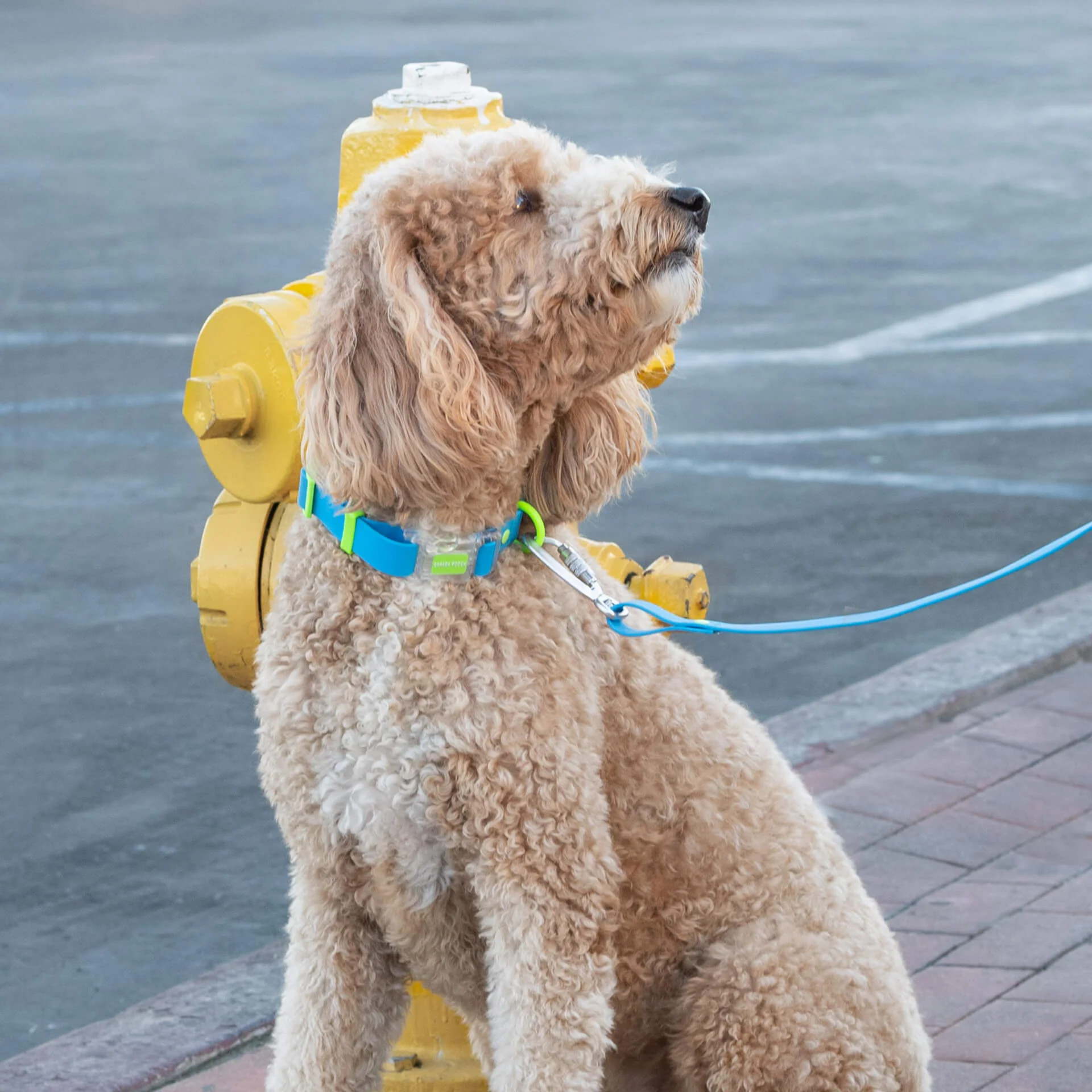 Waterproof Collar - Image 16