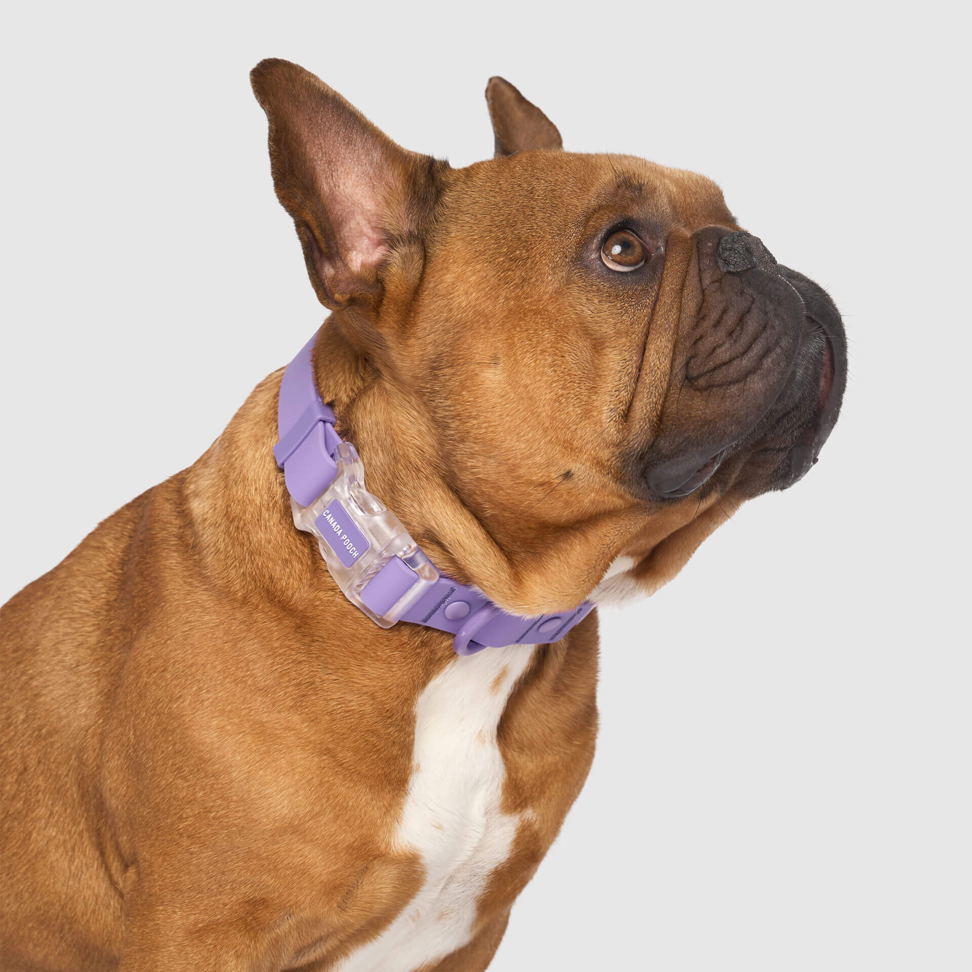Waterproof Collar - Image 22