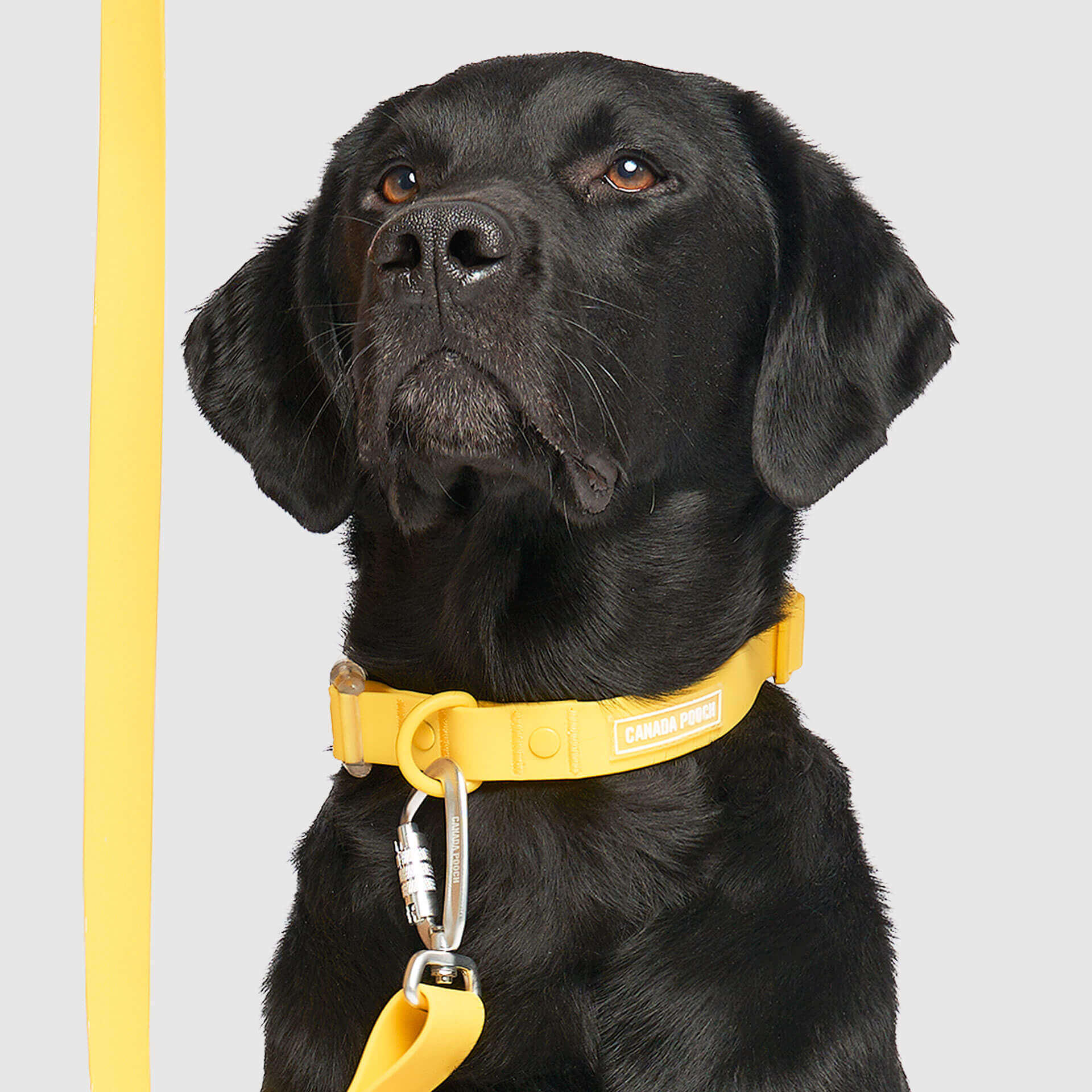 Waterproof Collar - Image 9